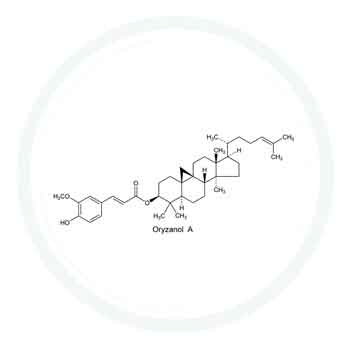 Gamma oryzanol  : un actif contenu dans les produits de la gamme PERMEA REGUL®